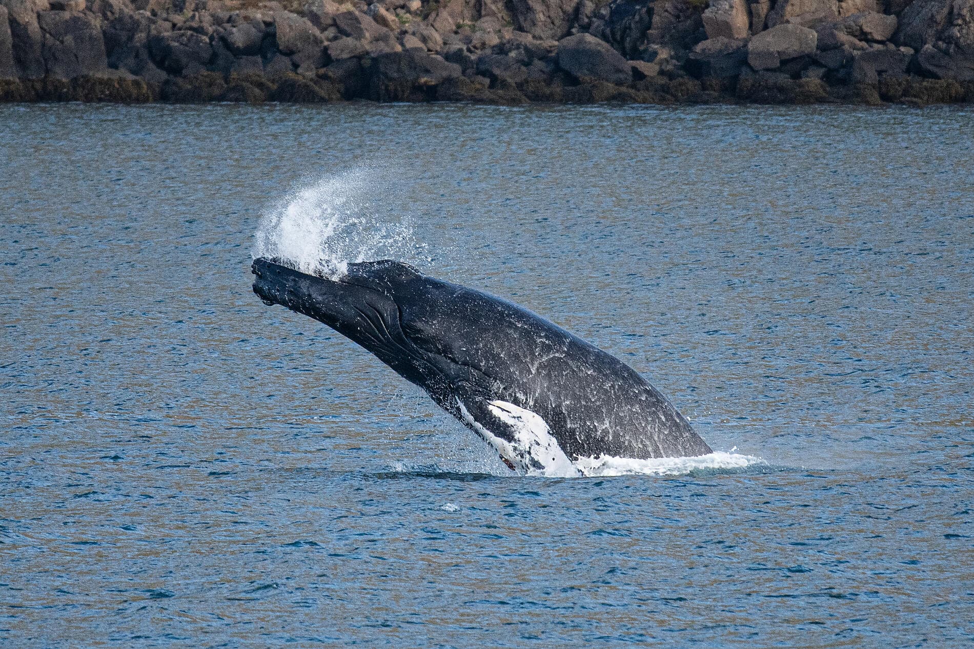 Nature et traditions islandaises ©Studio PONANT Joanna MARCHI