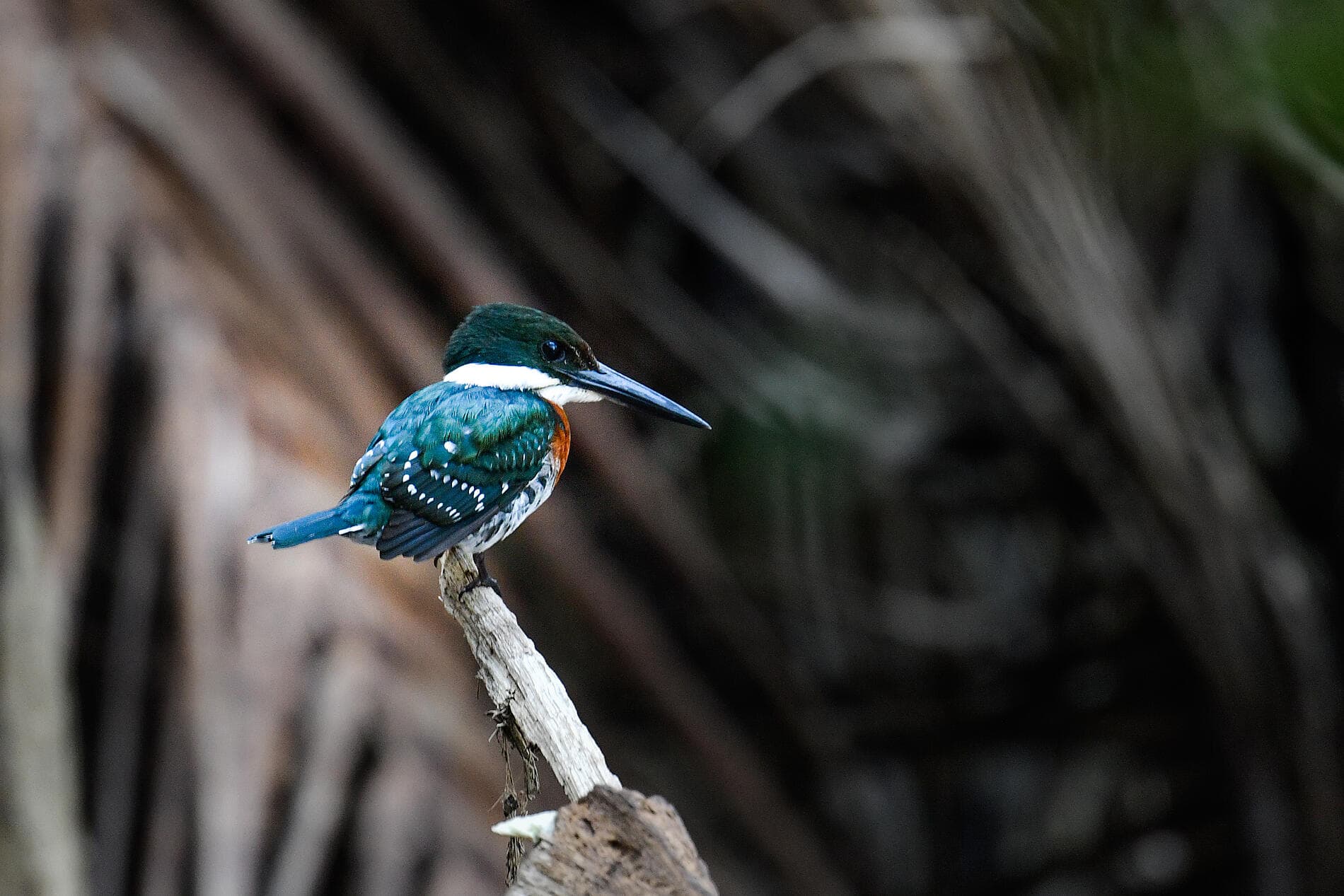 Secrets d'Amérique centrale 