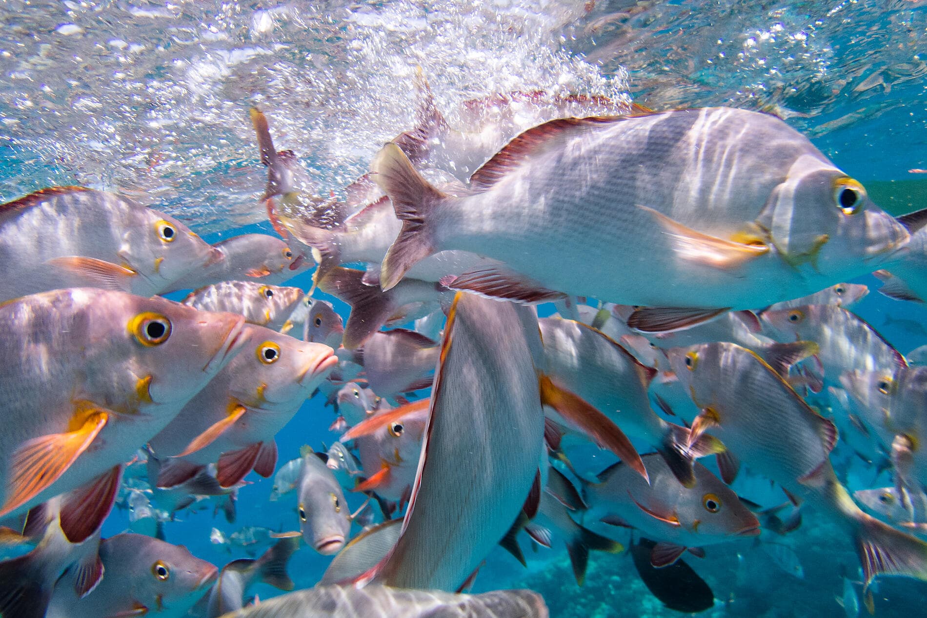Polynésie secrète : Tuamotu inédites, îles Gambier et îles Australes 