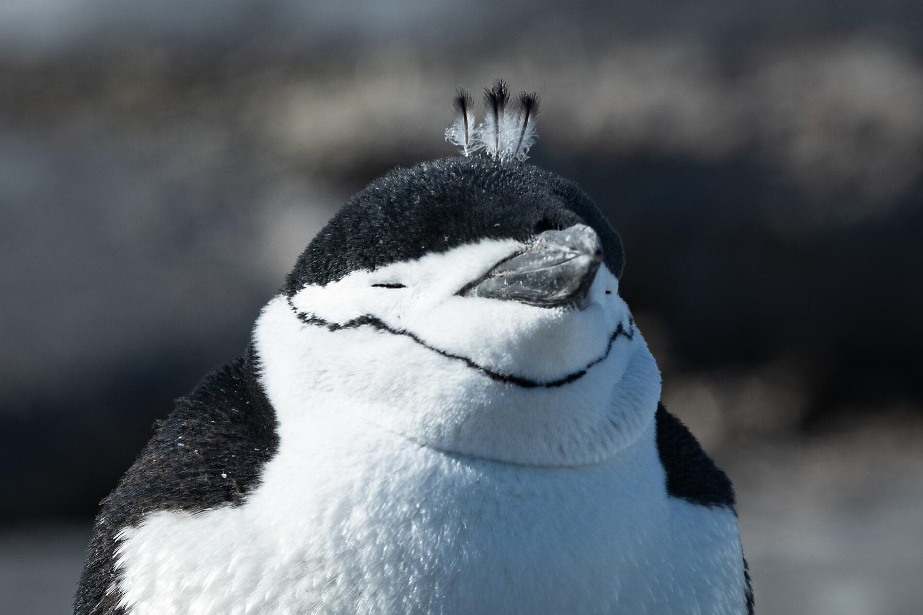 L'Antarctique emblématique  