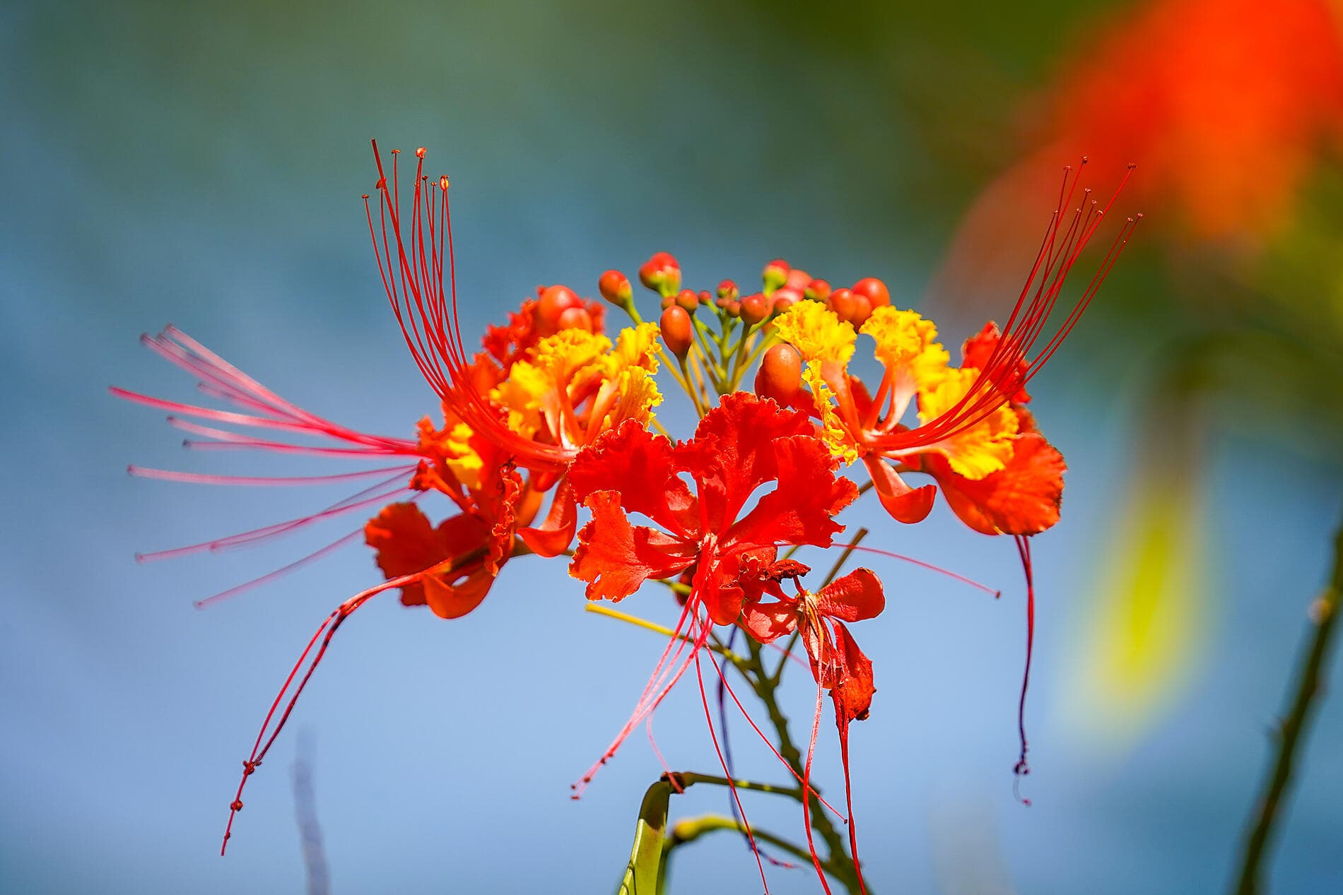 Histoire et culture dans les bijoux des Caraïbes 