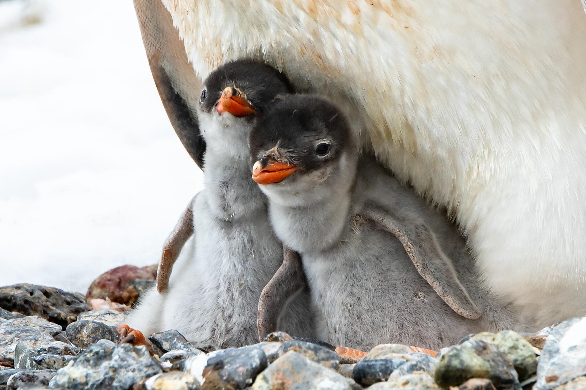 L'Antarctique emblématique  