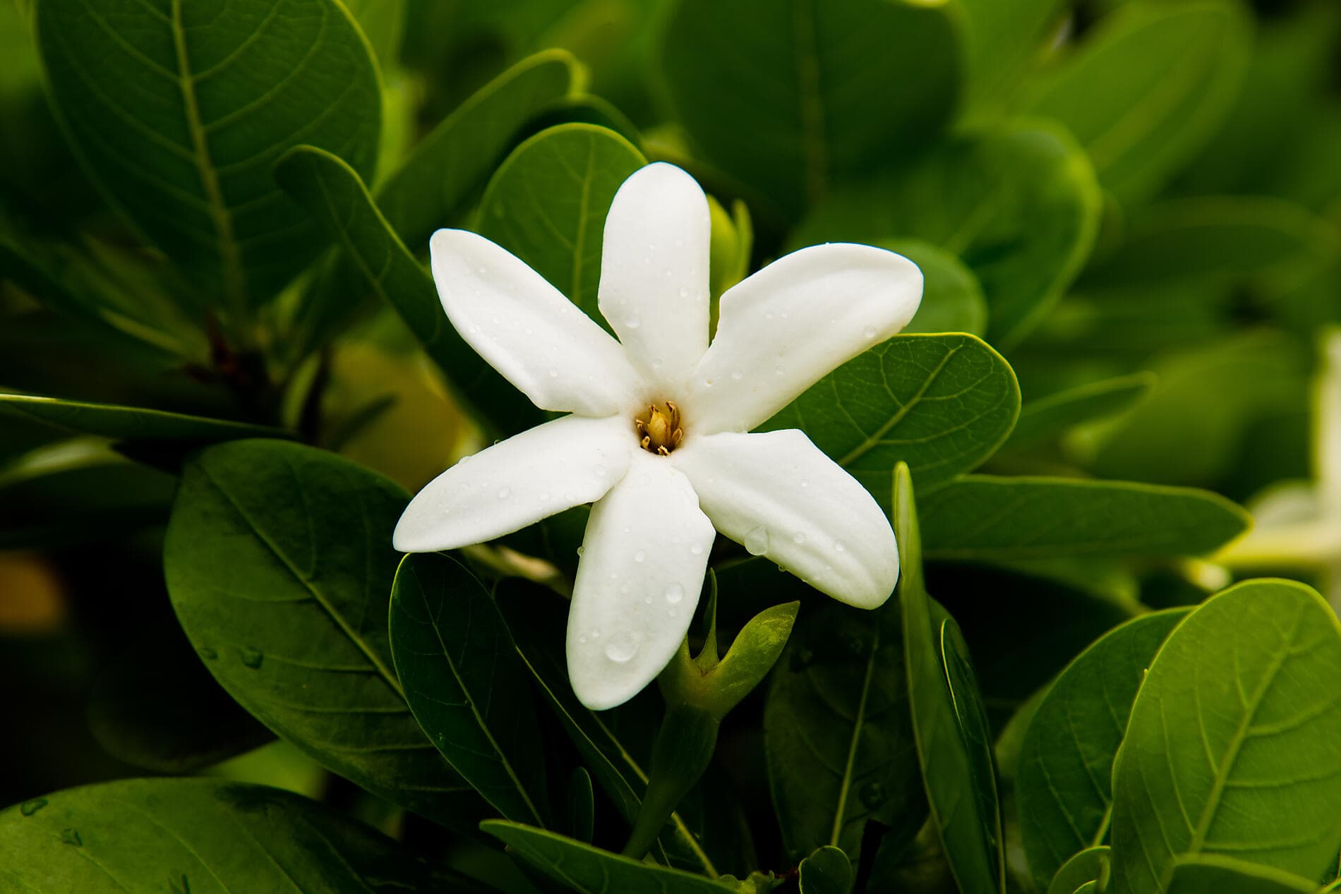 Douceur polynésienne : Marquises, Tuamotu et îles de la Société 